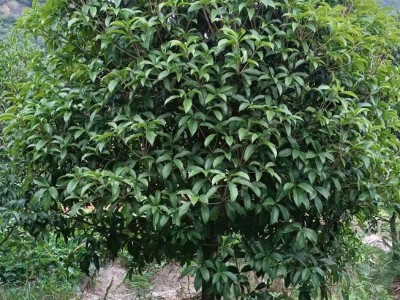 【基地直销】桂花/丹桂/八月桂/金桂
