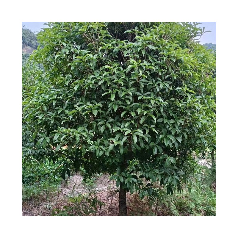 【基地直销】桂花/丹桂/八月桂/金桂/四季桂/优质田土/规格齐全