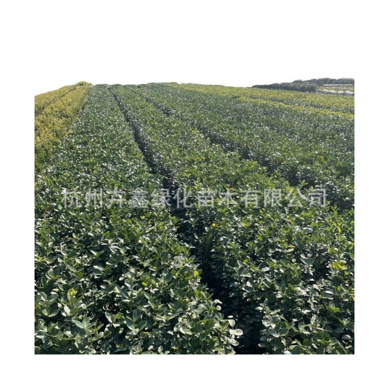 【基地直销】北海道黄杨色块/小杯/大杯/毛球/绿篱笆/市政园林