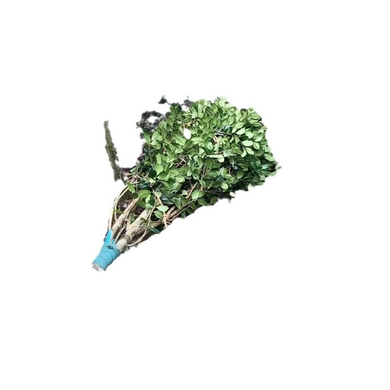 【基地直销】山茶花/优质/成活率高/根系旺/规格齐全