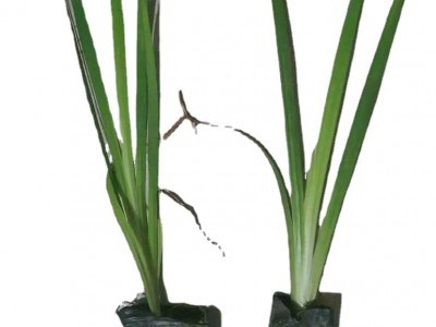 黄菖蒲水生植物河边绿化美人蕉再力