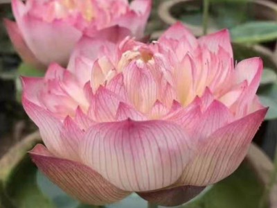 水生植物 荷花 粉唇 桃红 红莲 品种