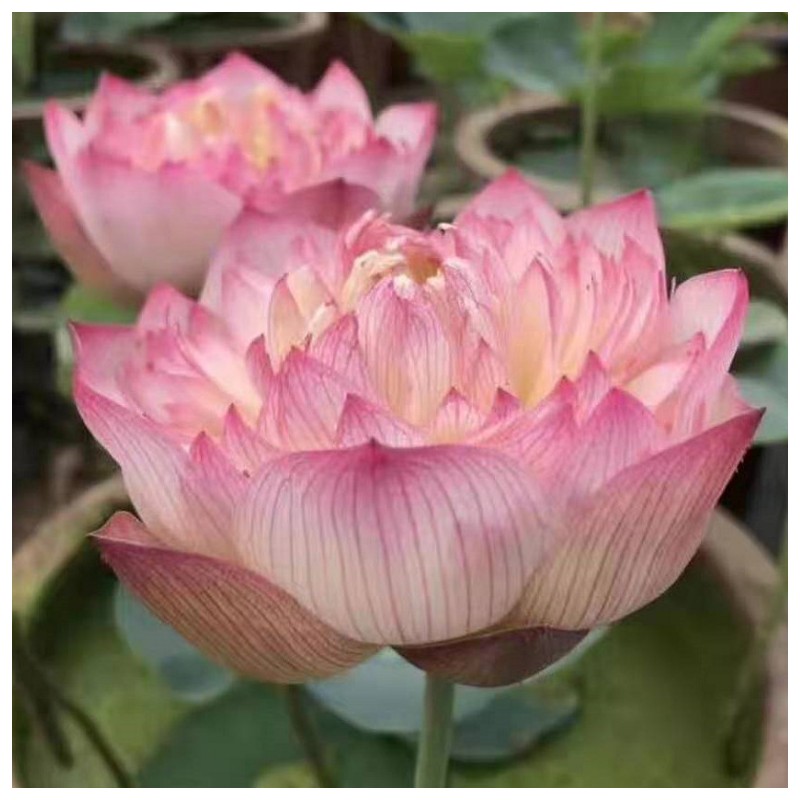 水生植物 荷花 粉唇 桃红 红莲 品种齐全  盆栽 大量