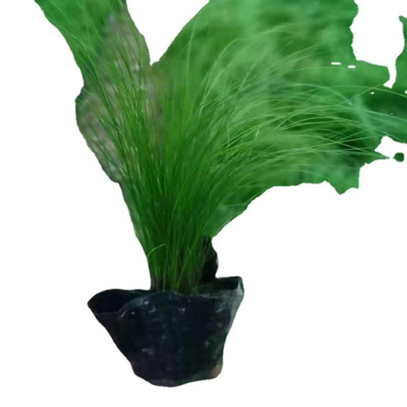 细茎针茅高15公分左右墨西哥羽毛草金叶石菖蒲基地大量