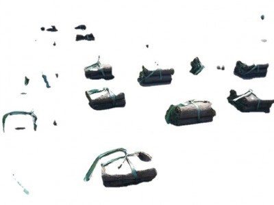 果岭草四季常绿基地大量马尼拉百慕