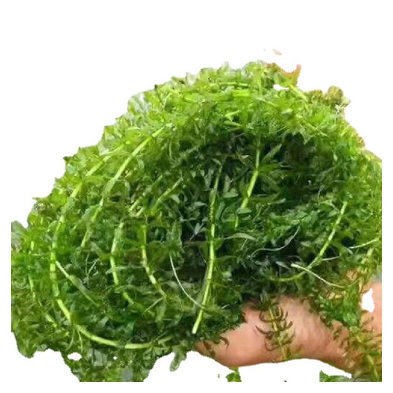 沉水植物 轮叶黑藻 伊乐藻 狐尾藻 苦草 眼子菜 水体净化