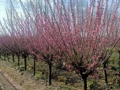 红梅原生嫁接鸡爪槭玉兰香樟茶花基