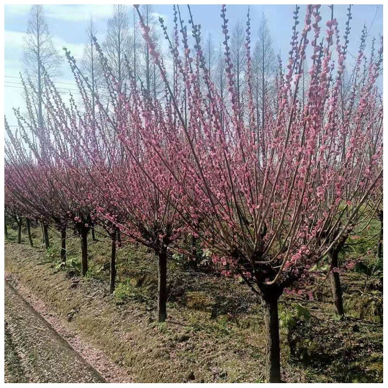 红梅原生嫁接鸡爪槭玉兰香樟茶花基地大量行道绿化