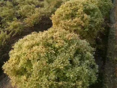 小丑火棘球基地大量龟甲冬青球大叶