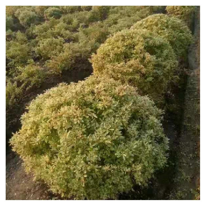 小丑火棘球基地大量龟甲冬青球大叶黄杨球海桐球行道庭院绿化