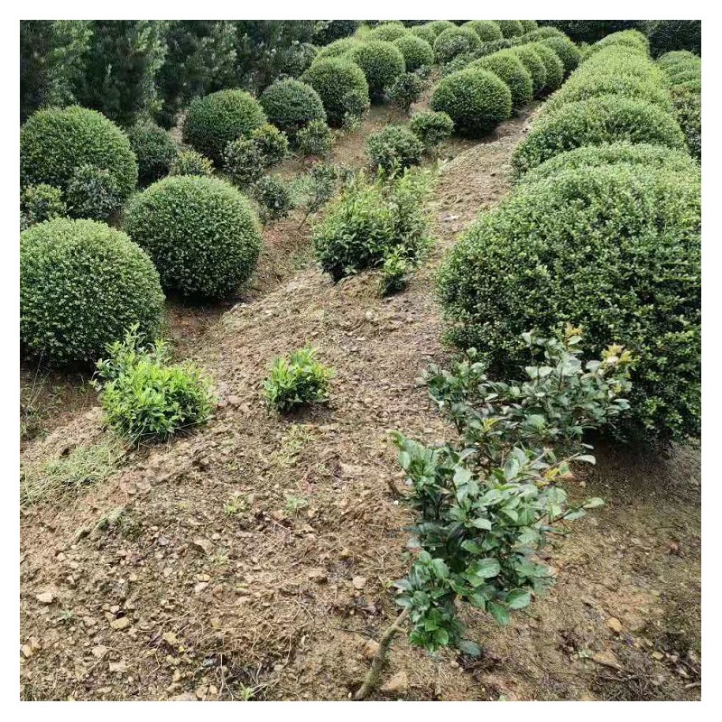 龟甲冬青球 基地大量 小区绿化 大叶黄杨 金森女贞 红叶石楠 红花