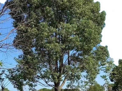香樟道路绿化银杏合欢桂花各种行道