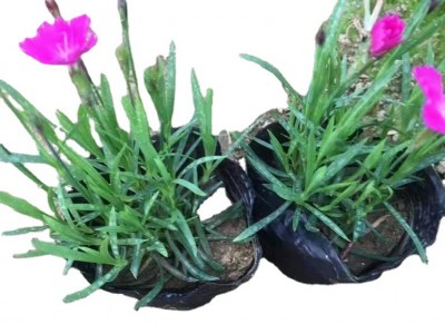 欧石竹高15公分左右时令草花孔雀草