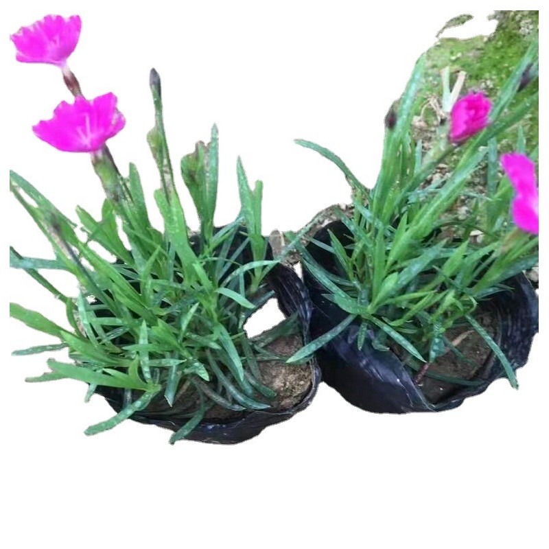 欧石竹高15公分左右时令草花孔雀草矮牵牛玛格丽特基地大量