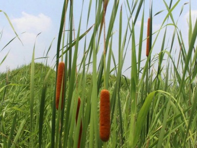 批发供应 东方香蒲 黄花美人蕉 花叶