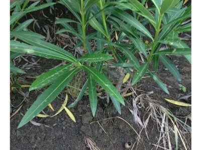 苗木 工程绿化 园林 夹竹桃 净化空