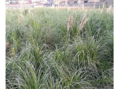 苗木 工程绿化 园林 草本植物矮蒲苇
