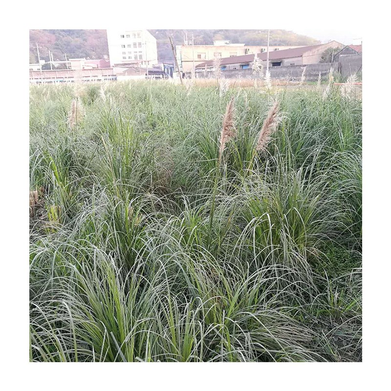 苗木 工程绿化 园林 草本植物矮蒲苇 草矮蒲苇 园林常绿矮蒲苇
