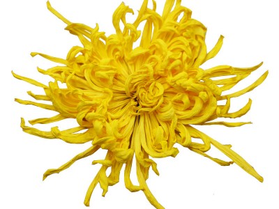 金丝皇菊菊花茶叶胎菊火去清解特热