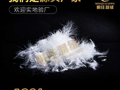 厂家直销水洗60%白鹅绒高蓬松无异味
