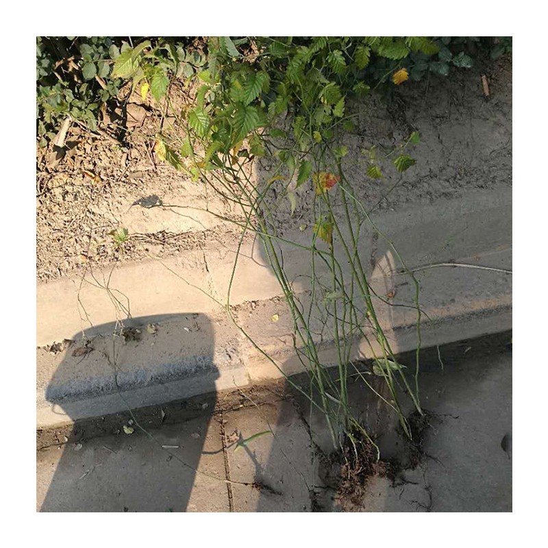 苗木 工程绿化 园林黄棣堂 绿化美观棣堂 工程用棣堂苗 植物灌木