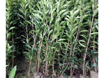 苗木 绿化工程 园林 法国冬青 青珊