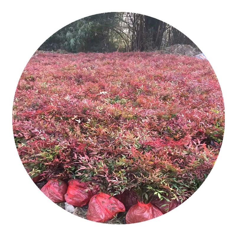 基地直销南天竹小苗杯苗红枸子天竹工程绿化