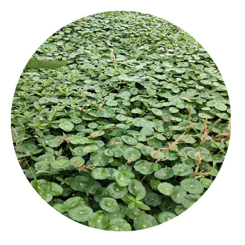 香菇草铜钱草大量批发水生批发基地直销净化水质别墅景观
