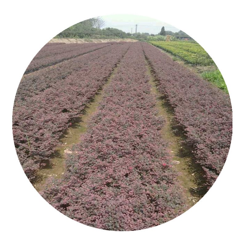 【杭州苗木直销】 红花继木球毛球杯苗绿化工程苗
