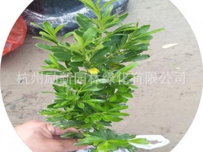 【杭州苗木直销】雀舌黄杨小苗毛球