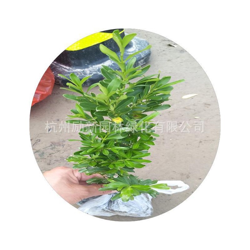 【杭州苗木直销】雀舌黄杨小苗毛球杯苗工程园林绿化