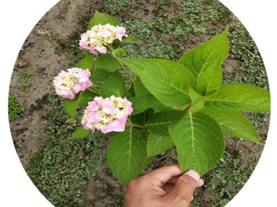 八仙花杯苗绣球花毛球无尽夏基地直