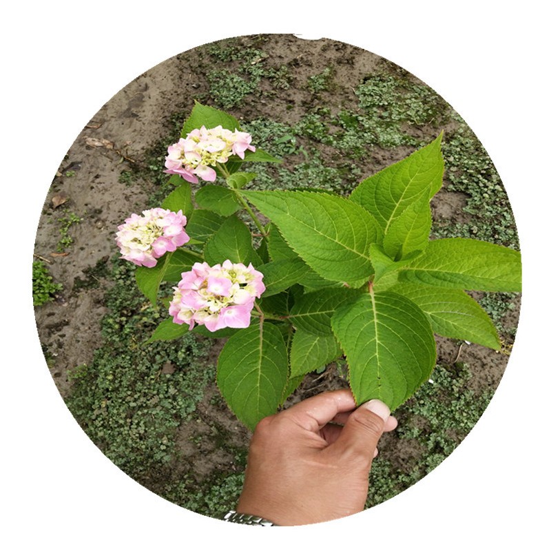 八仙花杯苗绣球花毛球无尽夏基地直销
