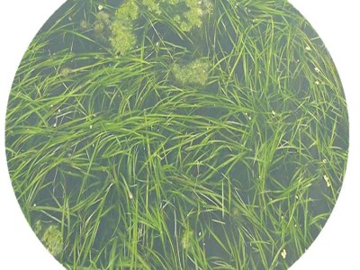 环境工程沉水植物大矮生苦草基地直