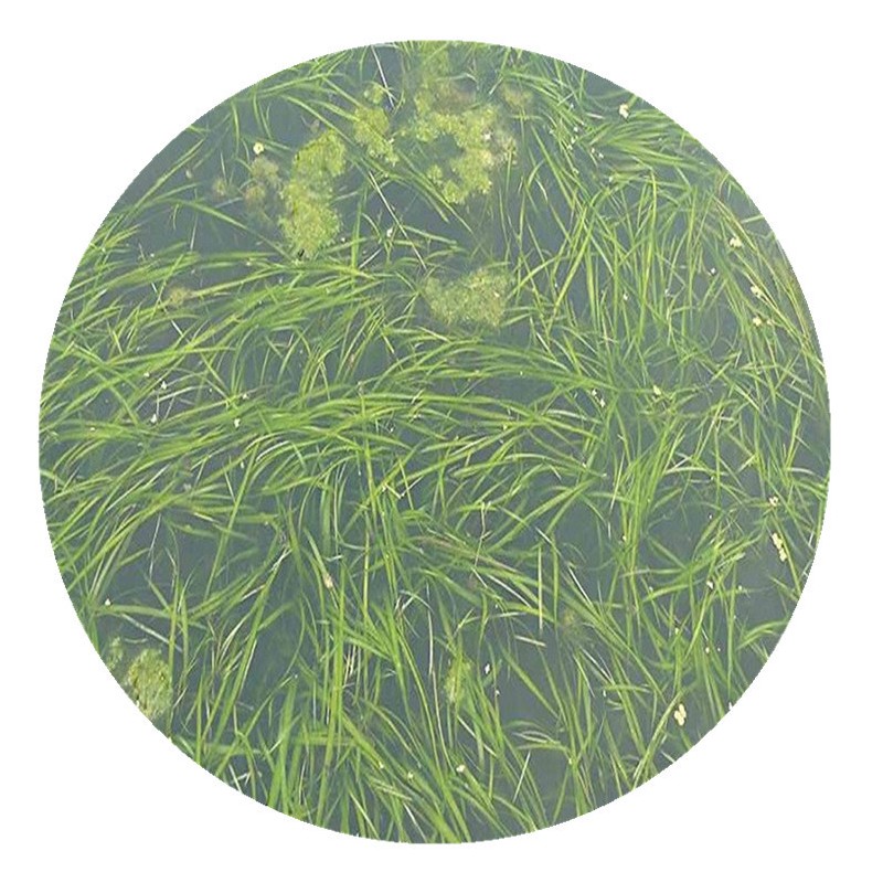 环境工程沉水植物大矮生苦草基地直销池塘养鱼虾蟹水草苦草量大从