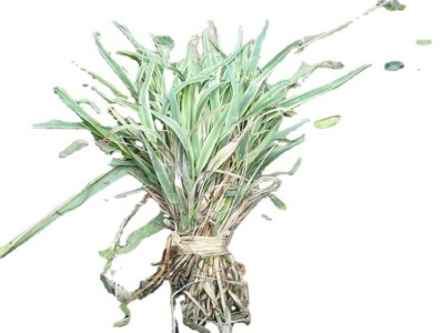 花叶芦竹多年生挺水草本观叶植物工