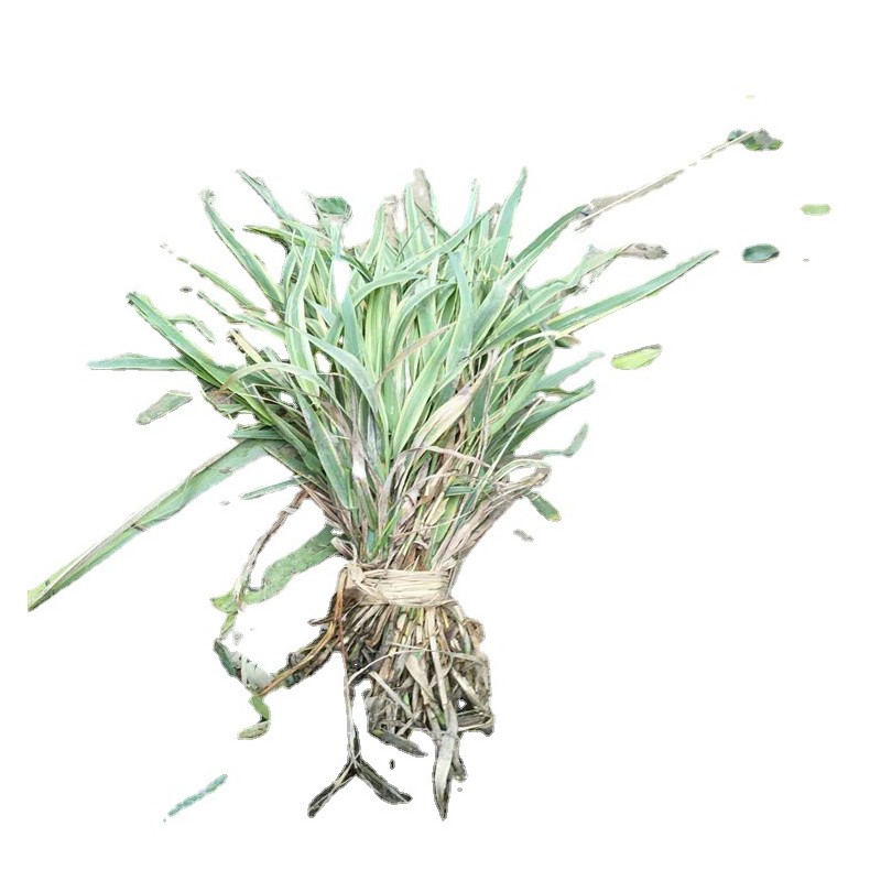 花叶芦竹多年生挺水草本观叶植物工程绿化园林湿地治水治污