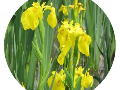 【黄花鸢尾】批发水生植物黄菖蒲水