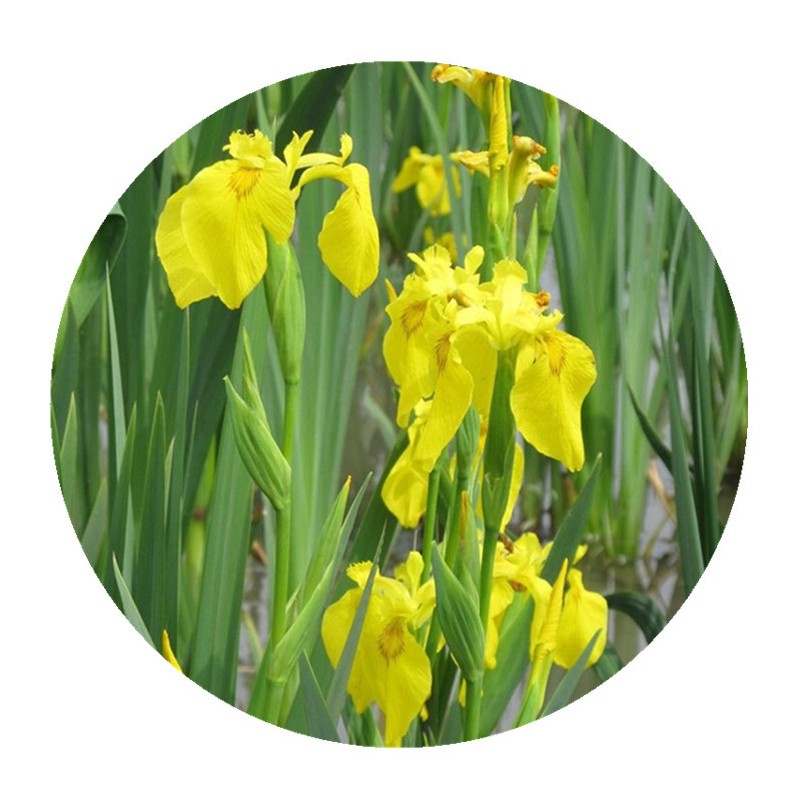 【黄花鸢尾】批发水生植物黄菖蒲水生鸢尾湿地工程绿化治水治污