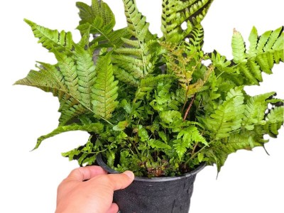 杭州工程肾蕨杯苗蕨类植物花镜植物