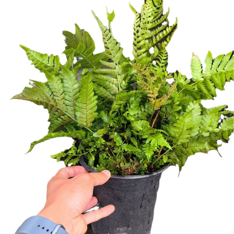 杭州工程肾蕨杯苗蕨类植物花镜植物盆苗鸟巢蕨凤尾蕨公园花带景观