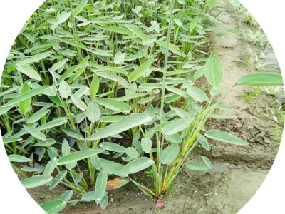 【杭州苗木直销】水生植物基地再力