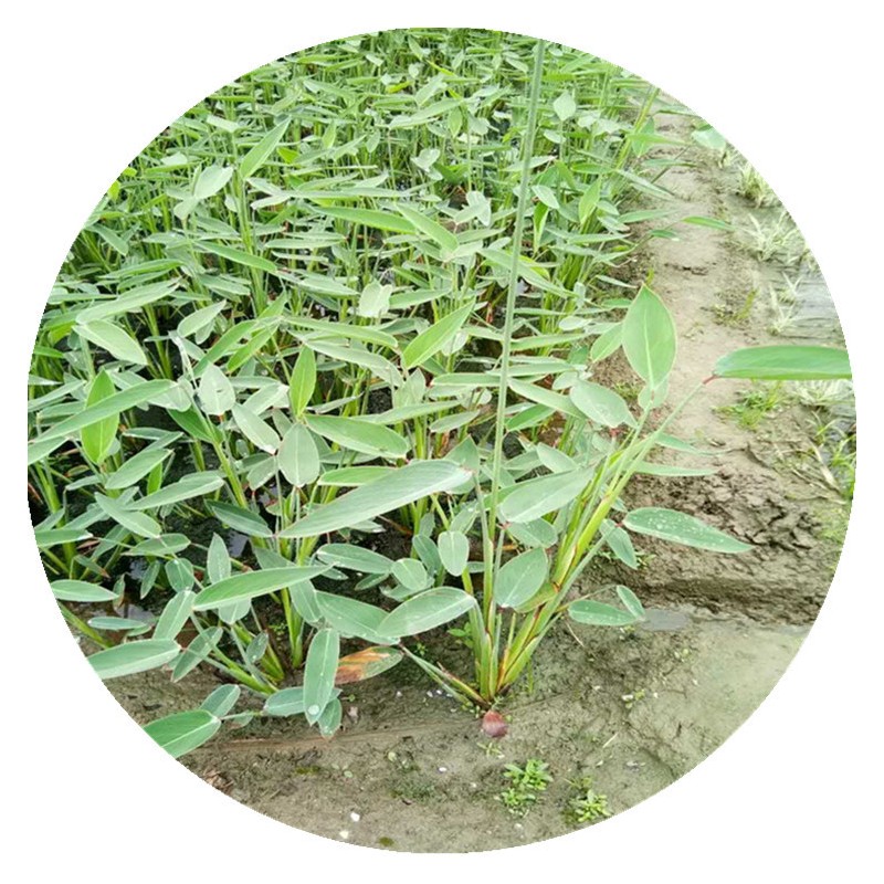 【杭州苗木直销】水生植物基地再力花