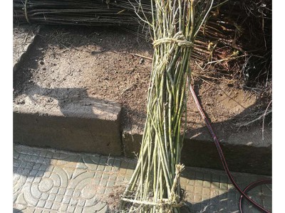 苗木 绿化工程 园林 绿化基地 鸡爪