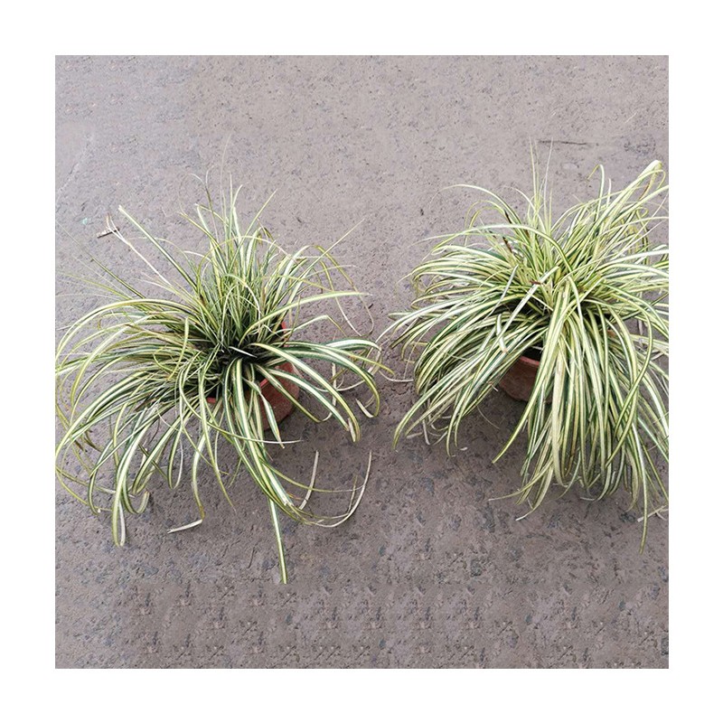 苗木 绿化工程 园林 水生植物金边菖蒲 挺水植物湿地水体绿化