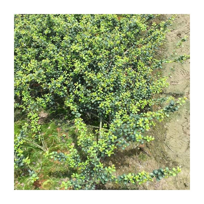 苗木 工程绿化 园林 龟甲冬青小毛球 大杯苗美观 黑土种植基质