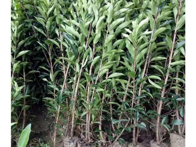 苗木 绿化工程 园林 青珊瑚树苗 青