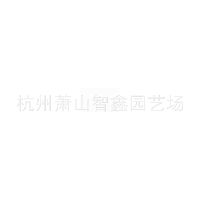 苗木 工程绿化 园林 常绿小灌木 南天竹 黑土种植基质 批发种植