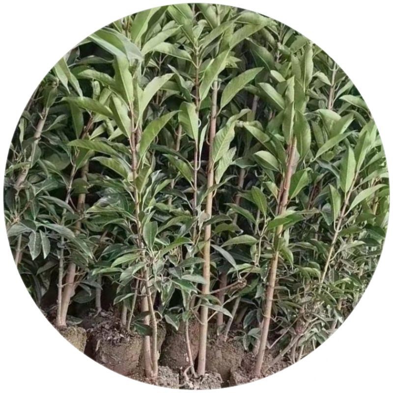 【杭州绿化苗木集采配送】法国冬青青珊瑚树绿篱篱笆苗植物