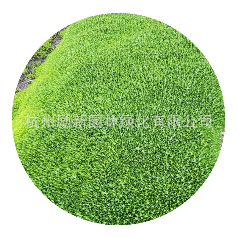 【杭州苗木直销】佛甲草盘苗小杯苗工程绿化集采配送植物地被植物